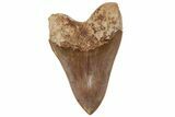 Serrated Fossil Megalodon Tooth - Massive Indonesian Meg #216487-1